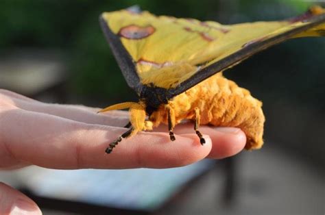 Notebaert Nature Museum hatches rare Comet Moth -- Science & Technology -- Sott.net