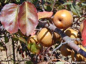 Pear, Asian (Pyrus spp.) Non-Native | Tryon Life Community Farm