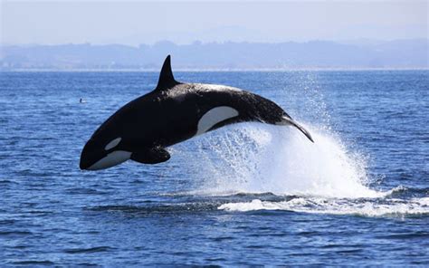 Young killer whale leaps out of Monterey Bay