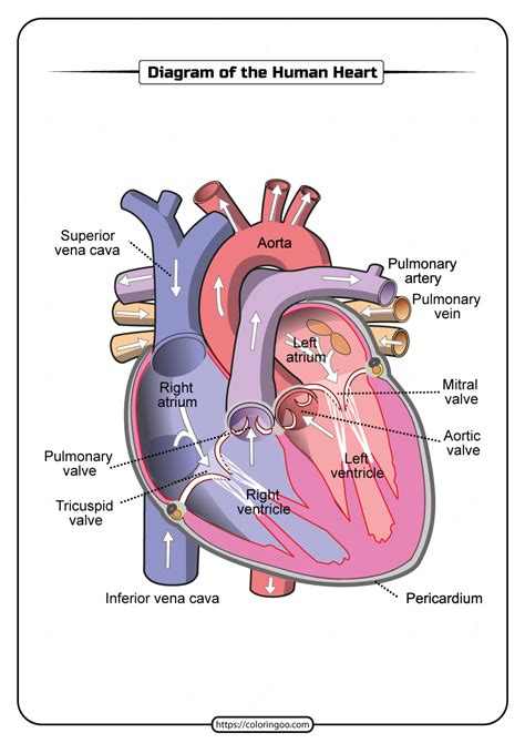 Free Printable Human Heart Diagram