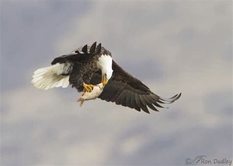 Bald Eagle Eating Lunch On The Wing « Feathered Photography