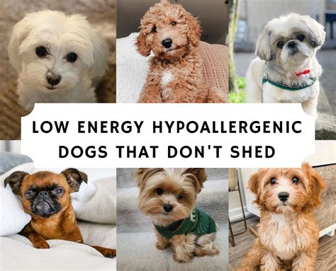 Top 7 Low Energy Hypoallergenic Dogs That Don’t Shed | Best small dog ...