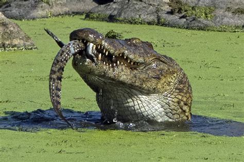 Photographer captures crocodile eating baby at Kruger National Park - Daily Star