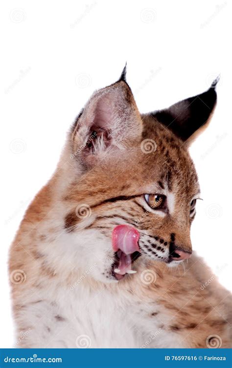 Eurasian Lynx cub on white stock photo. Image of mammal - 76597616