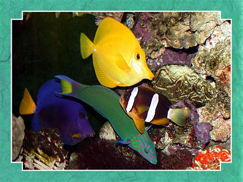 Tropical Fish Wallpapers - Wallpaper Cave