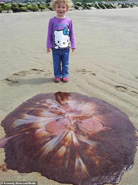 Father and daughter spot giant 6ft lion's mane jellyfish Colwyn Bay ...