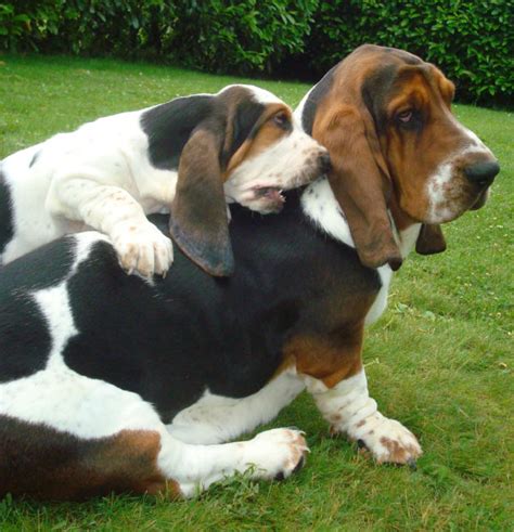 Basset Hound | The Short-Legged Dog Breed of Hounds Family | Best Puppys