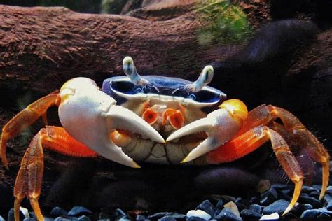 Rainbow Crab – Detailed Guide: Care, Diet, and Breeding - Shrimp and ...