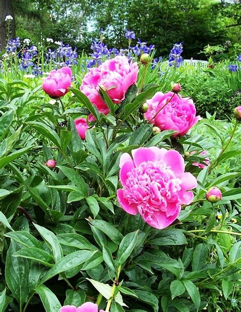 Growing Better Peony Plants - Watters Garden Center