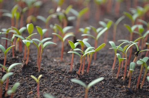 The Best 5 Tomato Organic Seeds: Features and Review – Urban Farming Guide