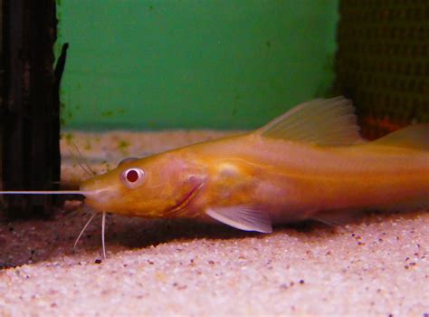 Albino Freshwater Catfish | Freshwater catfish, Fish pet, Catfish