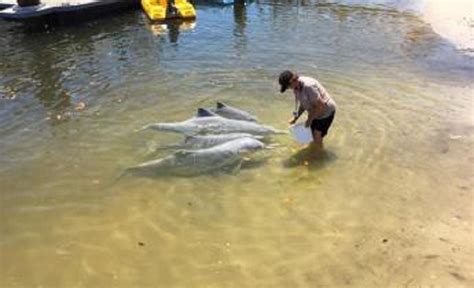 Barnacles Dolphin Centre - Tin Can Bay Tourist Park