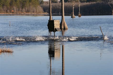 What to feed fish in a pond? Developing a feeding program for your fish. - Texas Landowners ...