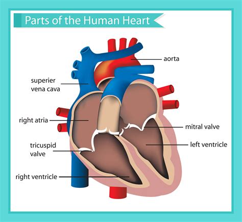 Heart Illustration With Label