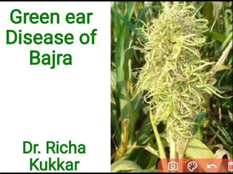 Plant Pathology: Green ear disease of Bajra - YouTube