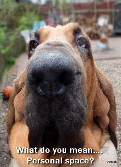 Love bloodhounds...... | Bloodhound dogs, Dogs, Dogs and puppies