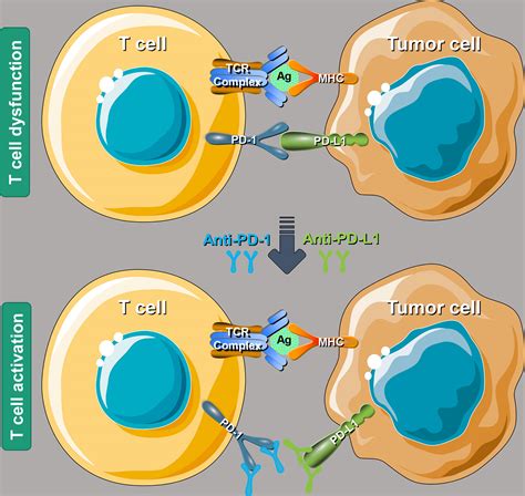 Frontiers | Research Progress of Anti-PD-1/PD-L1 Immunotherapy Related Mechanisms and Predictive ...