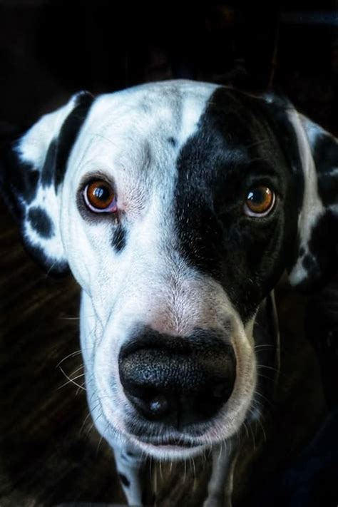 Any Dalmatian lovers out there? Did you know that when they're puppies, Dalmatians are pure ...