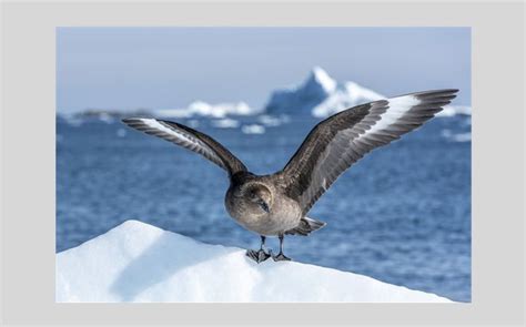 What Animals Live in Antarctica: 10 Species