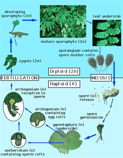 Plant Reproduction - BIOLOGY JUNCTION