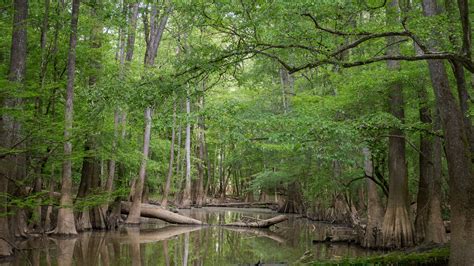 Congaree National Park – Park Review | Condé Nast Traveler