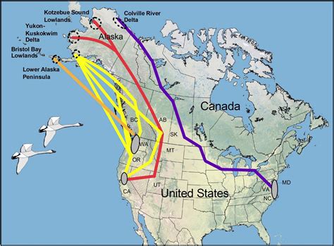 Northern Alaska's tundra swans have a long haul for winter break | News | independenttribune.com