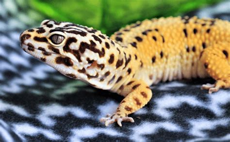 Top Reptiles to Have as Pets | Best 8 Reptiles to Have For Beginners