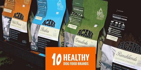 10 Most Popular Healthy Dog Food Brands (2024 UPDATE)