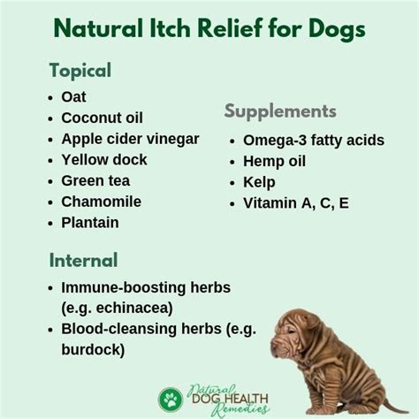 Natural Itch Relief for Dogs | Remedies for Itchy Dog Skin