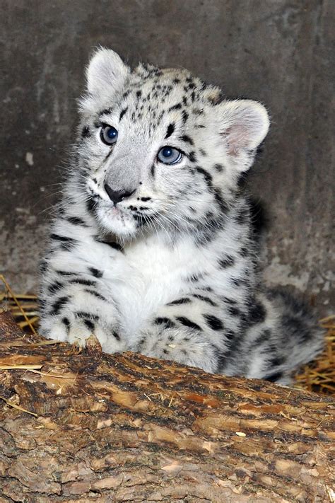 White Snow Leopard Cubs