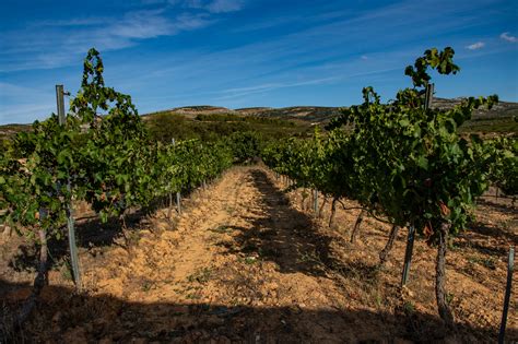 The Early Grape Harvest - UP A MOUNTAIN IN SPAIN