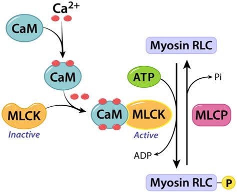 Role of myosin light chain phosphatase in cardiac physiology and pathophysiology - Journal of ...