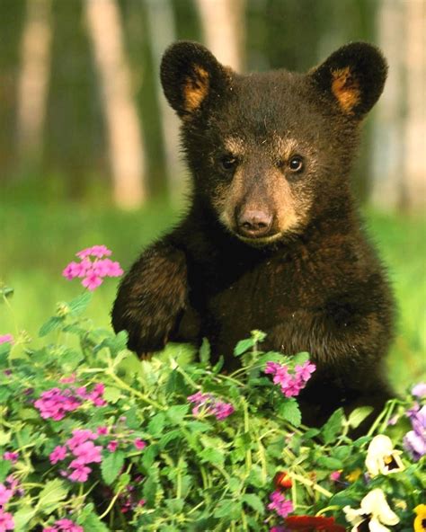 I like flowers! | Black bear cub, Black bear, Bear cubs