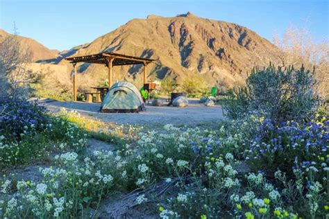 Anza-Borrego Desert State Park Wildflowers Bloom 2020 Guide