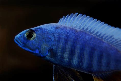 Blue Cichlid (Sciaenochromis Fryeri) Complete Care Sheet