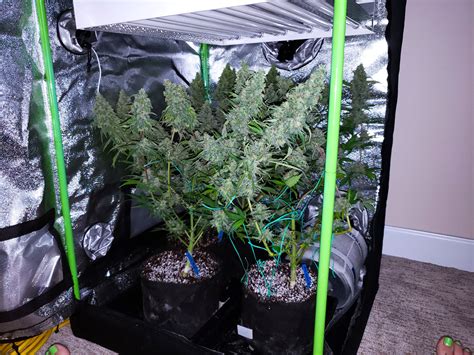 Learn How to Grow Cannabis in a Mini Tent | Grow Weed Easy