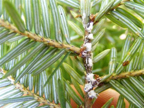 Tree Damage from Hemlock Woolly Adelgid - Tree Topics