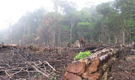 Amazon deforestation leaps 16 percent in 2015 | Inhabitat - Green Design, Innovation ...