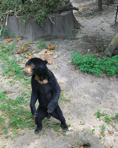 The Forgotten Bear. How Do We Improve Sun Bear Conservation?