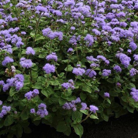 Flower seeds - Ageratum