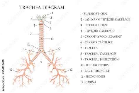 Tracheal Cartilage Diagram