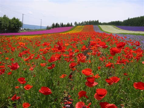 Farm Tomita, Hokkaido by mizumoriF Flower Beds, Flower Garden, Japon Tokyo, Gardens Of The World ...