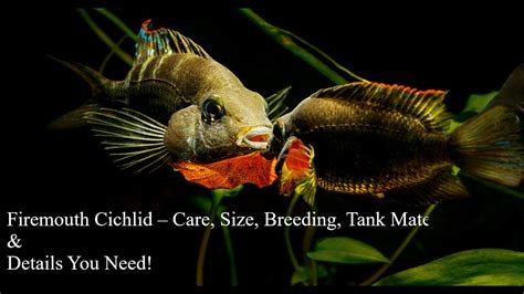 Firemouth Cichlid | Care Guide & Species Profile - Part 2 - YouTube