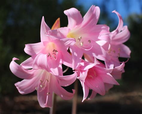 An Essential Guide to Growing and Caring Amaryllis Bulbs - Garden and Happy