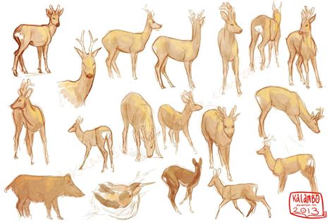 Deer reference 5 | Deer drawing, Animal sketches, Sketches