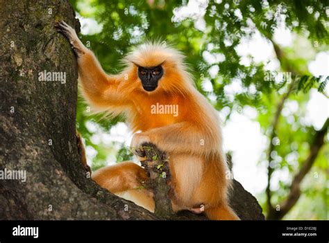 Gee's Golden Langur, Golden Langur, sitting in tree, Guwahati, Assam Stock Photo, Royalty Free ...