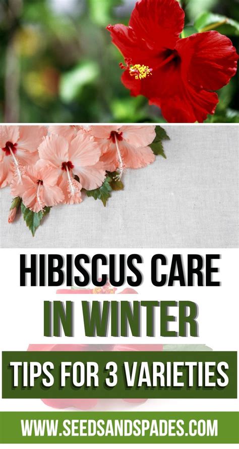 Hibiscus Care in Winter: Tips for 3 Varieties | Hardy hibiscus, Hibiscus plant, Hardy hibiscus plant