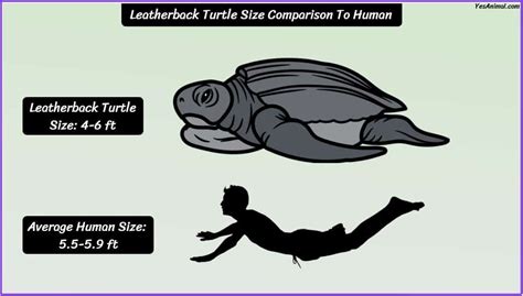 Leatherback Turtle Size: How Big Are They Compared To Others