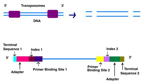 How Does Illumina Sequencing Work - Pediaa.Com