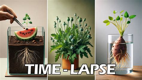 964 days in 30 mins - growing plant time lapse compilation #greentimelapse #gtl #timelapse - YouTube